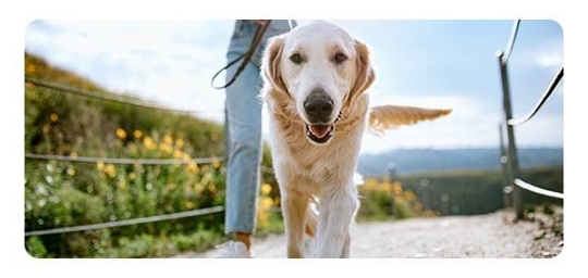 National Dog Bite Prevention Week