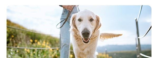Keeping Families & Pets Safe