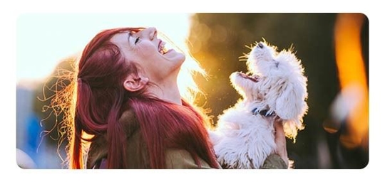 It’s a dog’s world. Here’s how to live in it safely.
