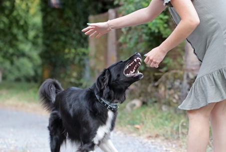 Injuries You Could Sustain from a Dog Bite