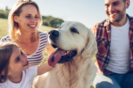 What Happens to the Family Pet During a Divorce?